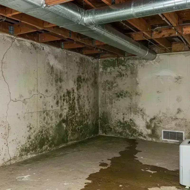 Professional Mold Removal in Knox County, MO